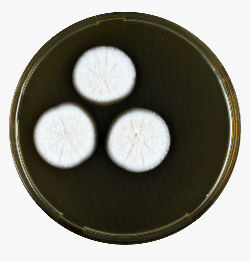 Aspergillus Polyporicola Meaox - Dish, HD Png Download, Free Download