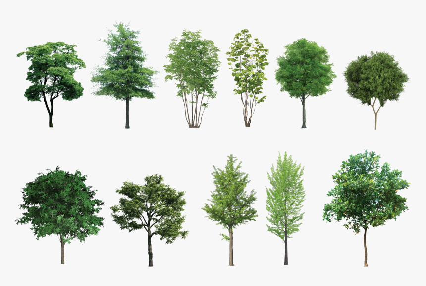 Trees .png, Transparent Png - kindpng