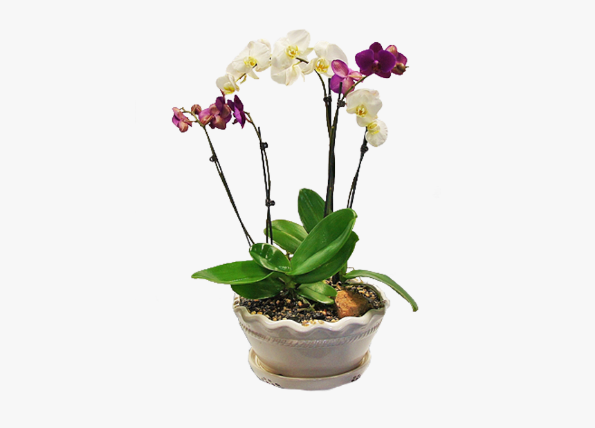 Moth Orchid, HD Png Download, Free Download