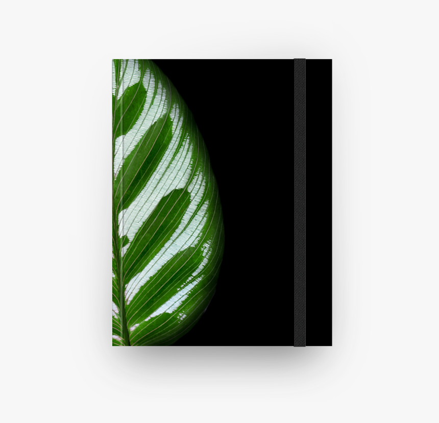 Caderno Folha De Maranta De Anthony Nilberna - Folhas Calathea, HD Png Download, Free Download