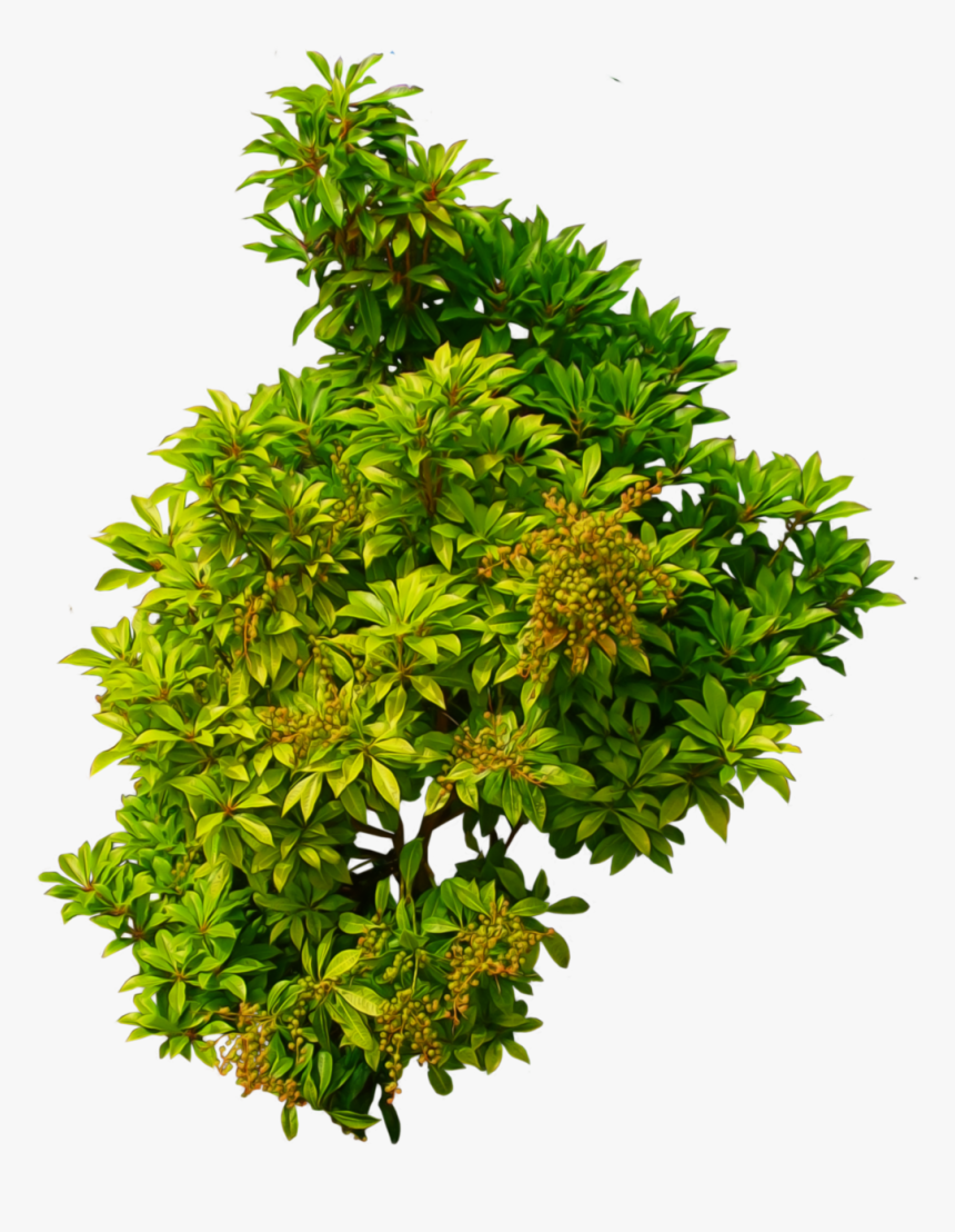 Green Bush Png Image - Bush Transparent, Png Download, Free Download