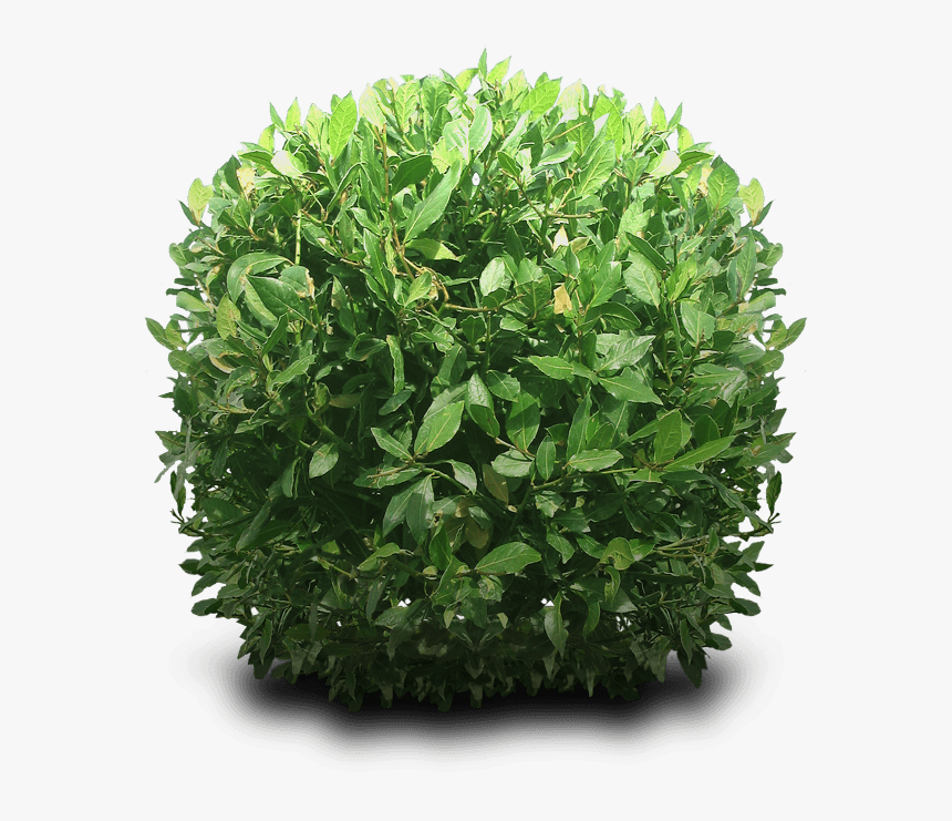 Bush Round - Bush Transparent, HD Png Download, Free Download