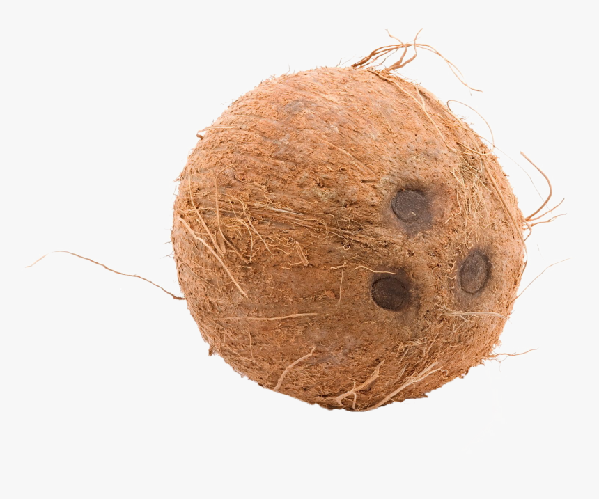 Brown Cocunut Png Image, Transparent Png, Free Download