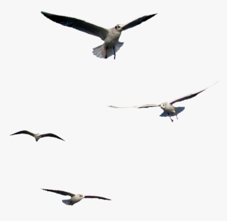 Birds Flying Seagulls Flying Bird Png Gif Transparent Png Kindpng