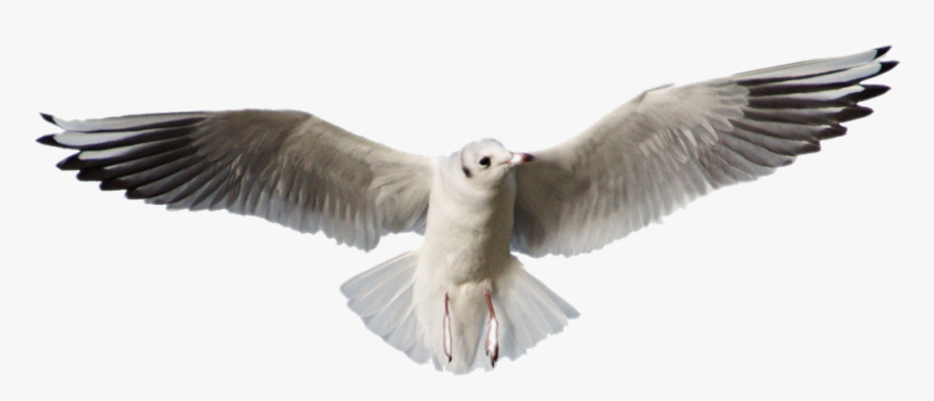 #bird #flying #seagull - European Herring Gull, HD Png Download, Free Download