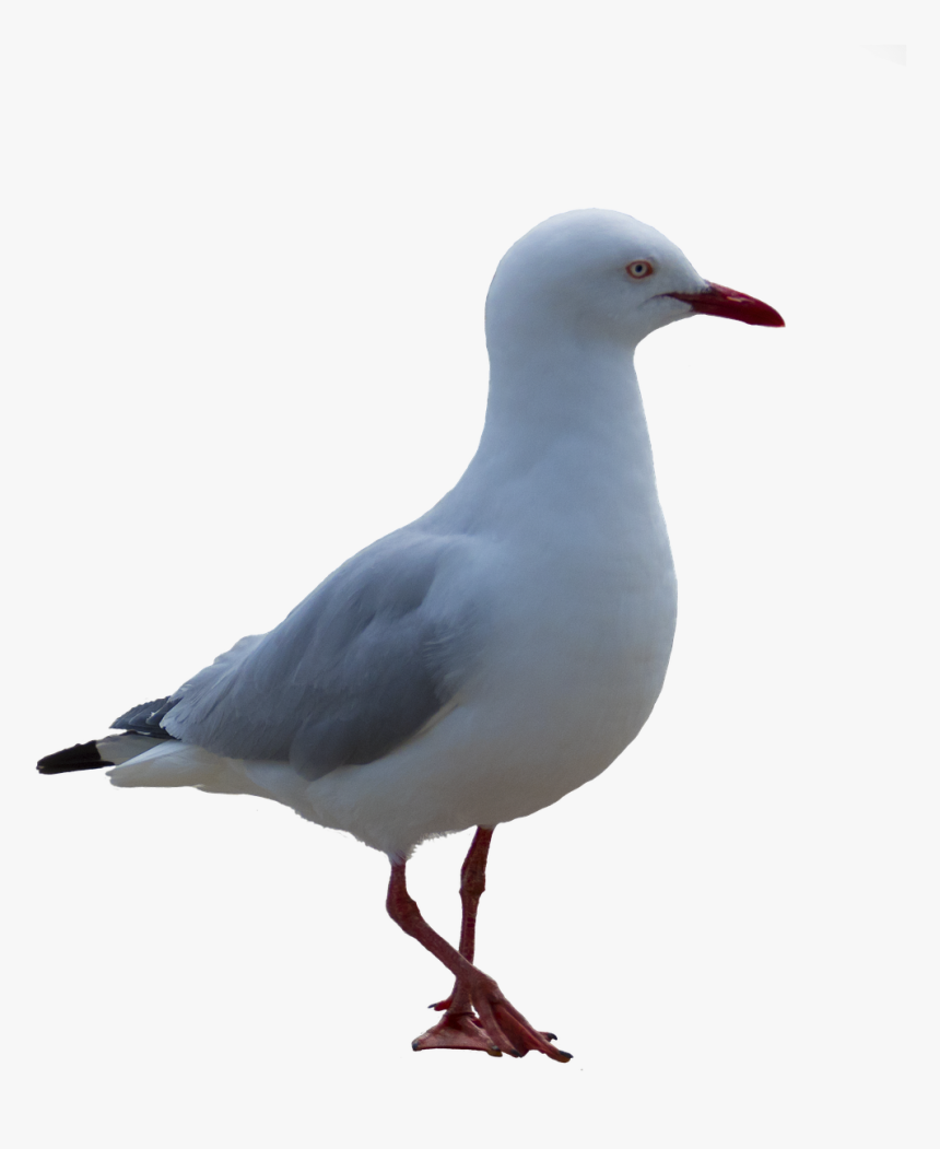 Seagull, Bird, Png, Coast - Måge Png, Transparent Png, Free Download