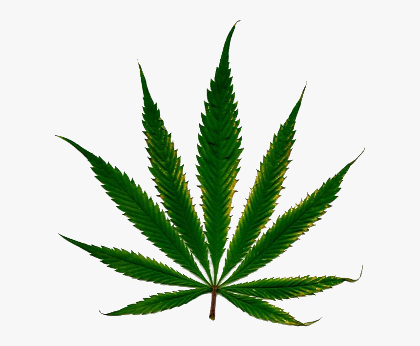 Weed With White Background, HD Png Download, Free Download