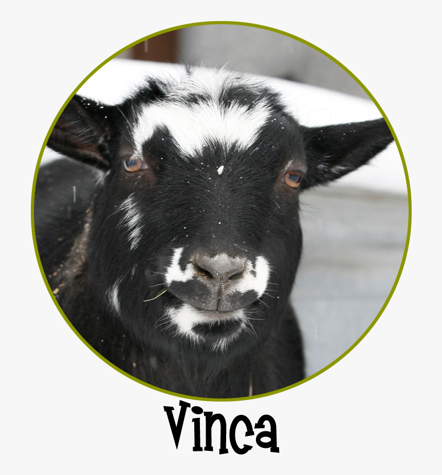 Vinca Circle - Goat - Goat, HD Png Download, Free Download