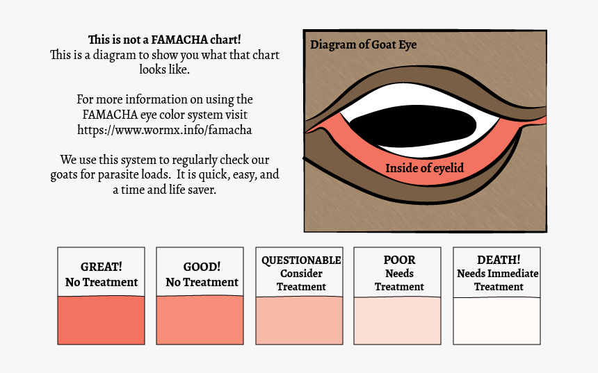 Transparent Goat Eye Png - Goat Famacha Chart, Png Download, Free Download