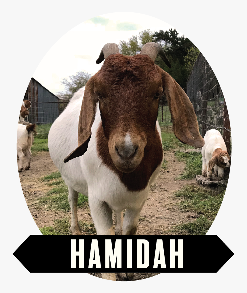 Hamidah-01 - Goat, HD Png Download, Free Download