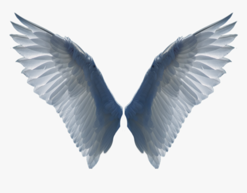 White Wings Png Image - Wings Transparent Background, Png Download, Free Download