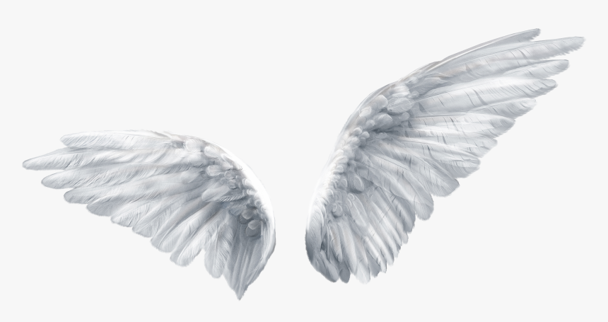 Wing Butterfly Angel Clip Art - Transparent Background Angel Wings Transparent, HD Png Download, Free Download