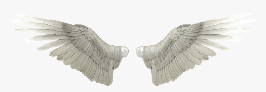 White Wings Png Image - Angel Wings Wings Png, Transparent Png, Free Download