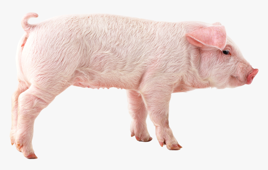 Grab And Download Pig Png Icon - Pig Png, Transparent Png, Free Download