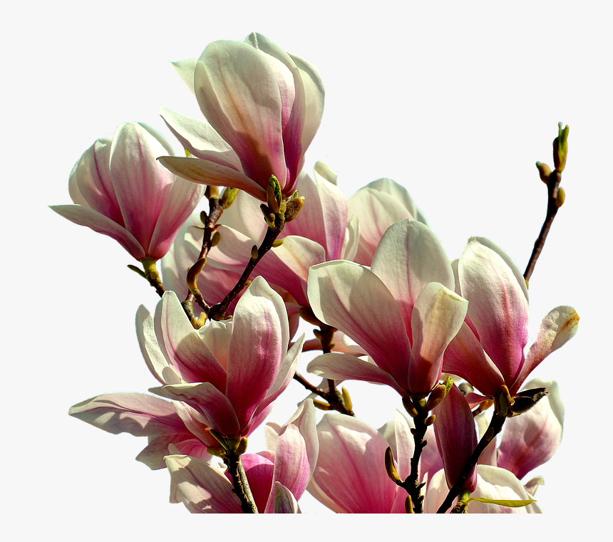 Magnolia Tree Png - Magnolia Png Transparent, Png Download, Free Download