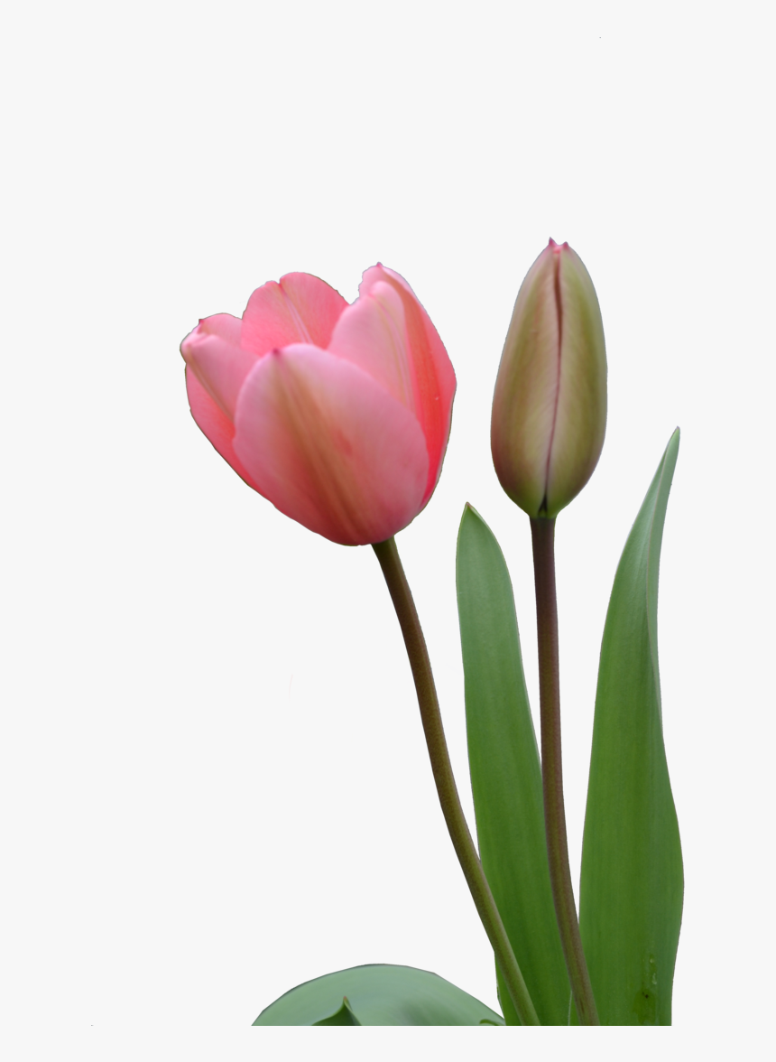 Tulip Bud Png, Transparent Png, Free Download