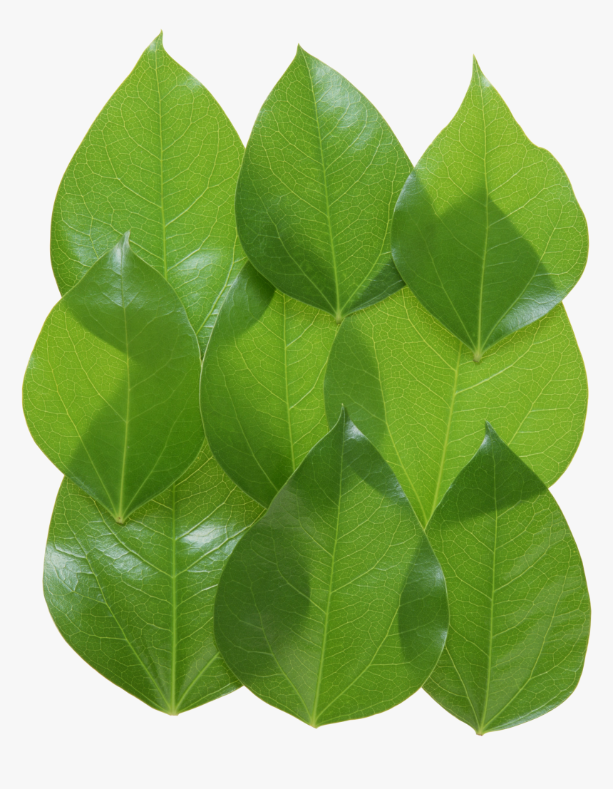 Green Leaves Png Image - Leaf, Transparent Png, Free Download