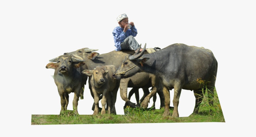 Herd Of Buffalo Png, Transparent Png, Free Download