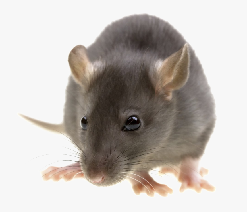 Rat Png Image With Transparent Background - Pest Control, Png Download, Free Download