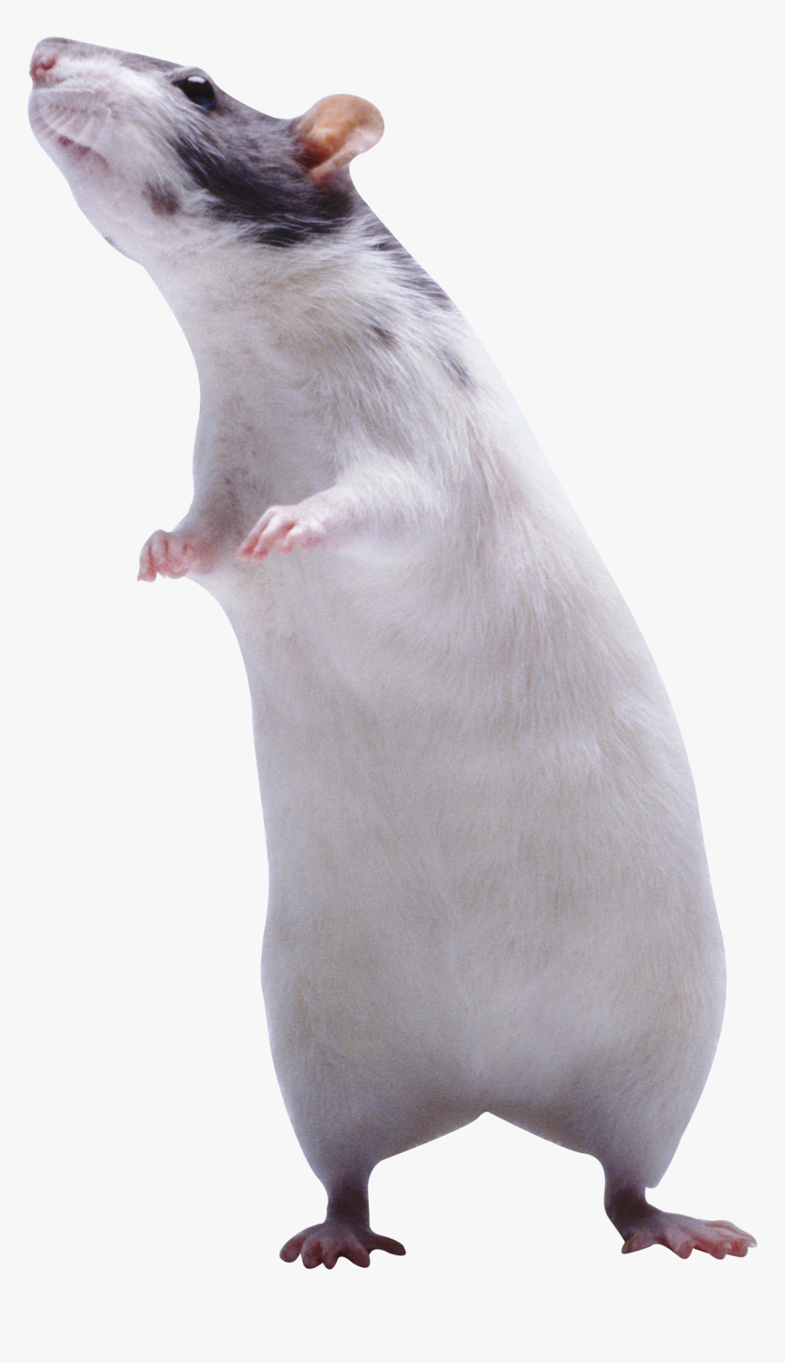 Download And Use Rat - Chuha Image Png, Transparent Png, Free Download