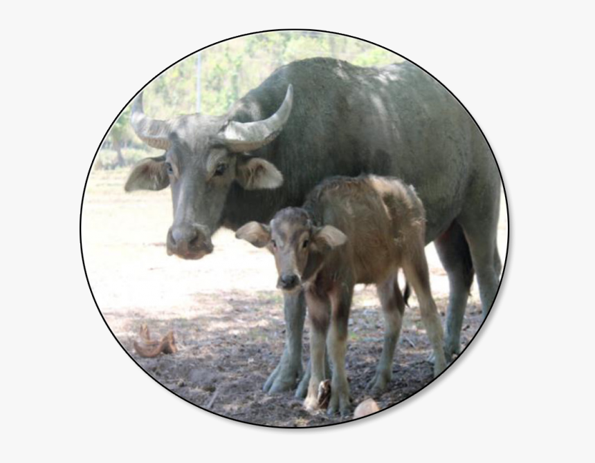 Water Buffalo Png, Transparent Png, Free Download