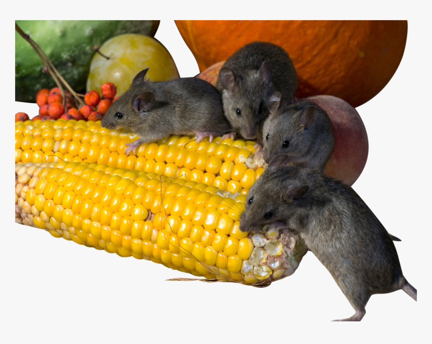 Rats Eating Corn Png Image - Rats Eating Transparent Background, Png Download, Free Download