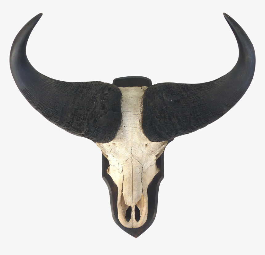 Vector Skulls Longhorn - Buffalo Skull Png, Transparent Png, Free Download