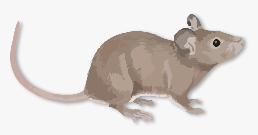 Rat , Png Download - Ferret, Transparent Png, Free Download