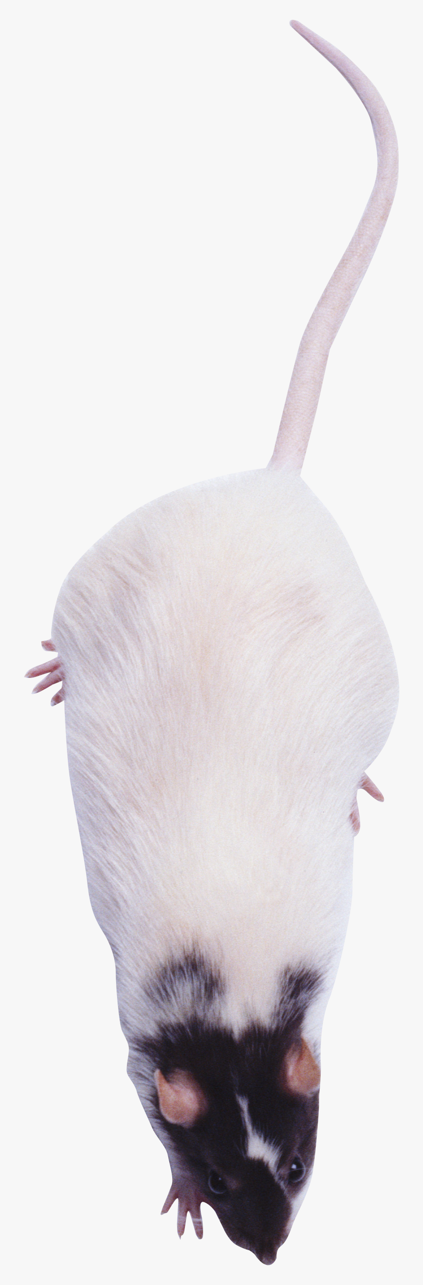 Roof Rat Png - Capybara, Transparent Png, Free Download