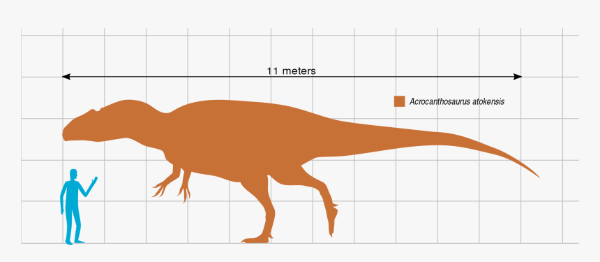Acrocanthosaurus Size Comparison, HD Png Download, Free Download