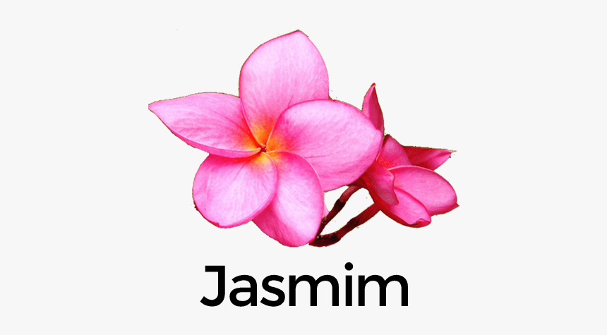 Flor De Jasmim Png, Transparent Png, Free Download