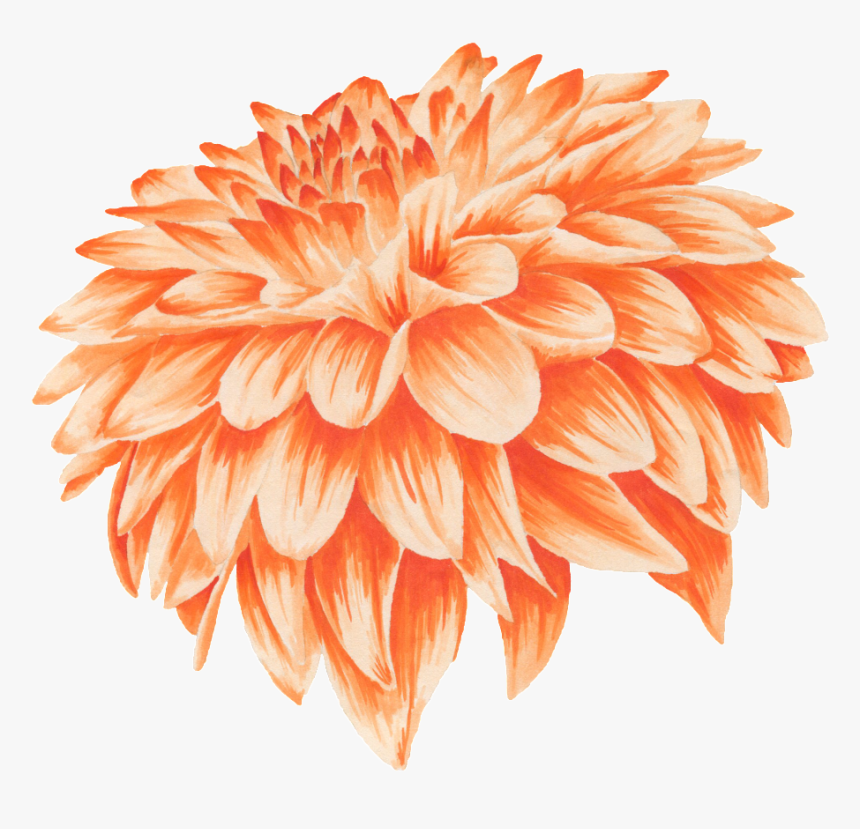 Orange Flower Petal - Orange, HD Png Download, Free Download