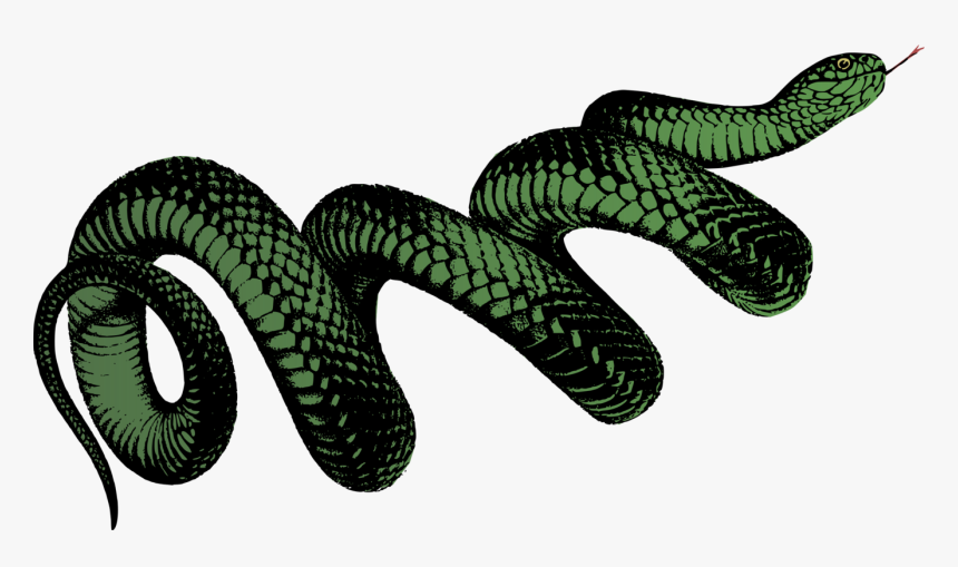 Elapidae,reptile,serpent - Png Transparent Snake Png, Png Download, Free Download