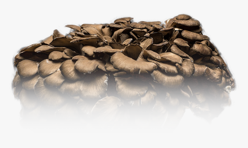 Mushroom - Oyster Mushroom, HD Png Download, Free Download