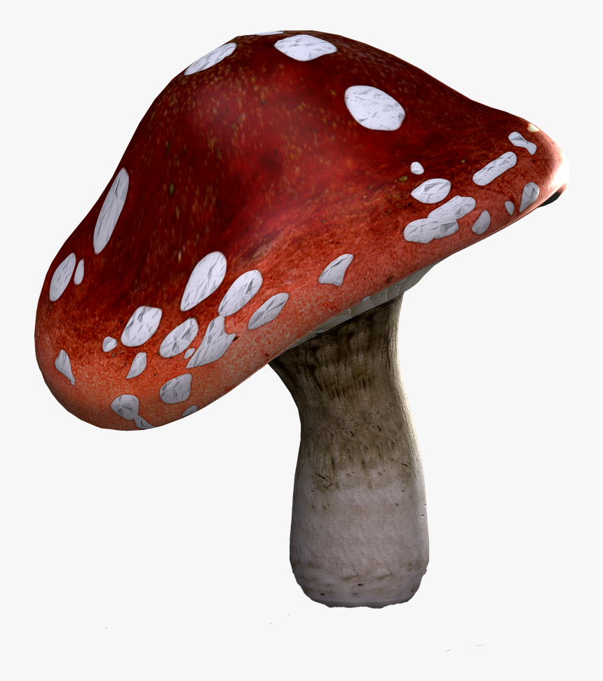 Fly Agaric, Mushrooms, Fantasy, Digital Art, Isolated - Russula Integra, HD Png Download, Free Download