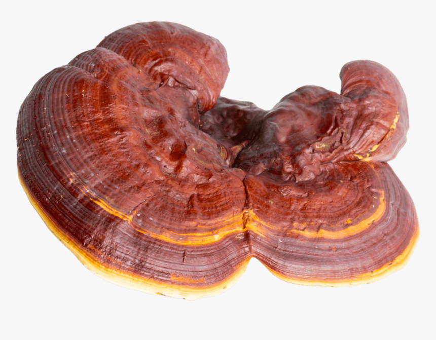 Reishi Mushrooms Png, Transparent Png, Free Download