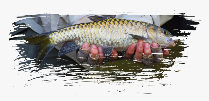 Fly Fishing Png, Transparent Png - kindpng