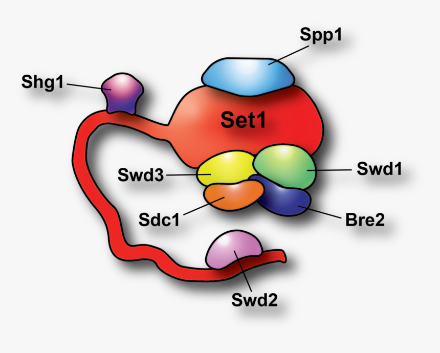 Diagram, HD Png Download, Free Download