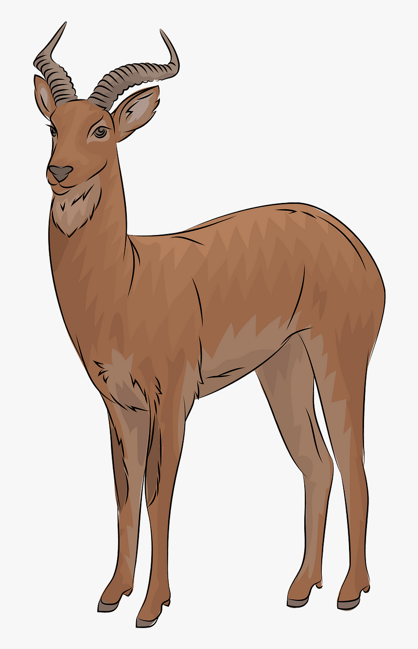 Waterbuck, HD Png Download, Free Download