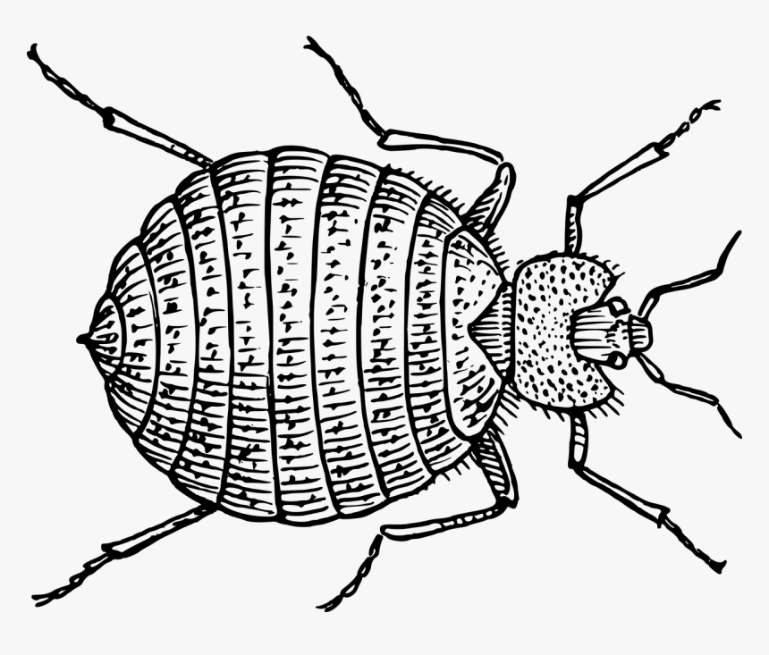 Bed Bug, HD Png Download, Free Download