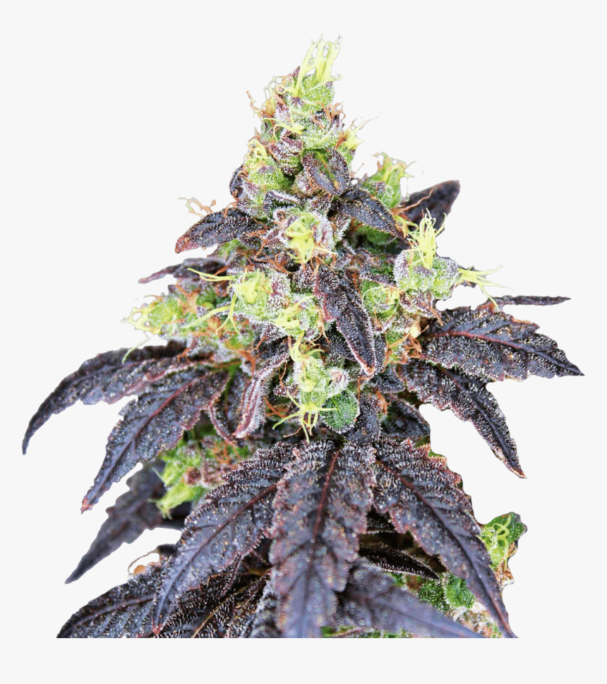 Gunslinger Cannabis , Png Download - Seed Bank, Transparent Png, Free Download