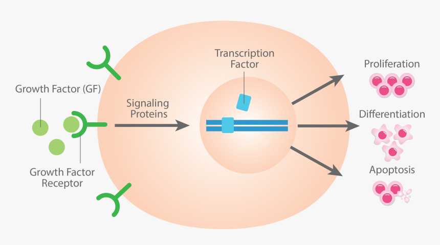 Growth Factor, HD Png Download, Free Download