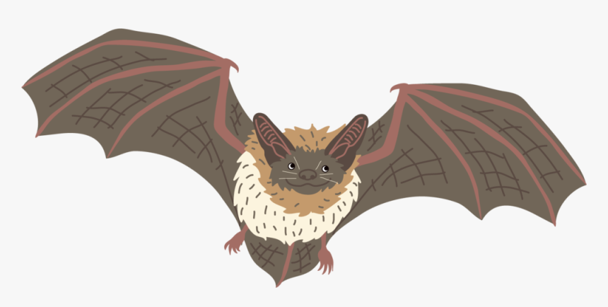 Bat - Little Brown Myotis, HD Png Download, Free Download