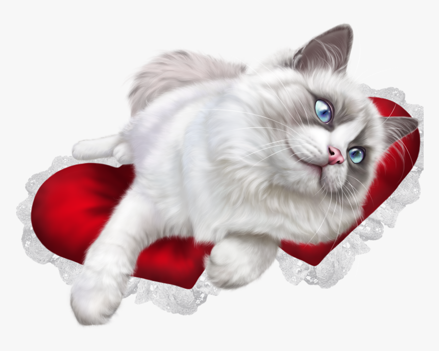 Forgetmenot Animals Cats Pinterest - Ragdoll Cat Transparent Background, HD Png Download, Free Download