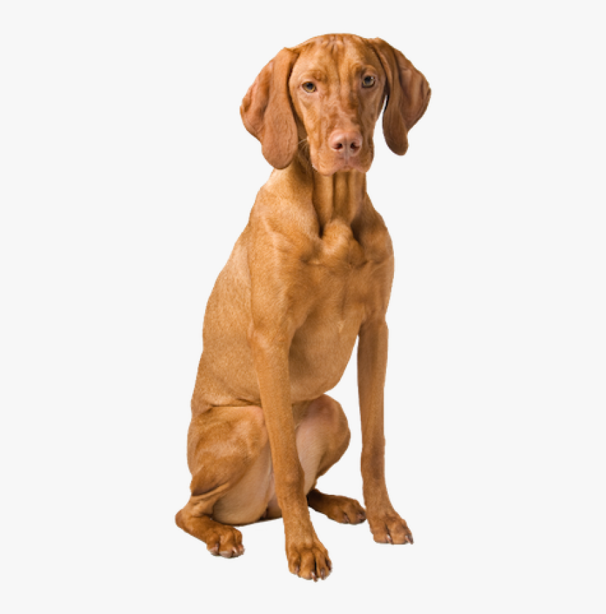 Why Choose A Vizsla To Be The