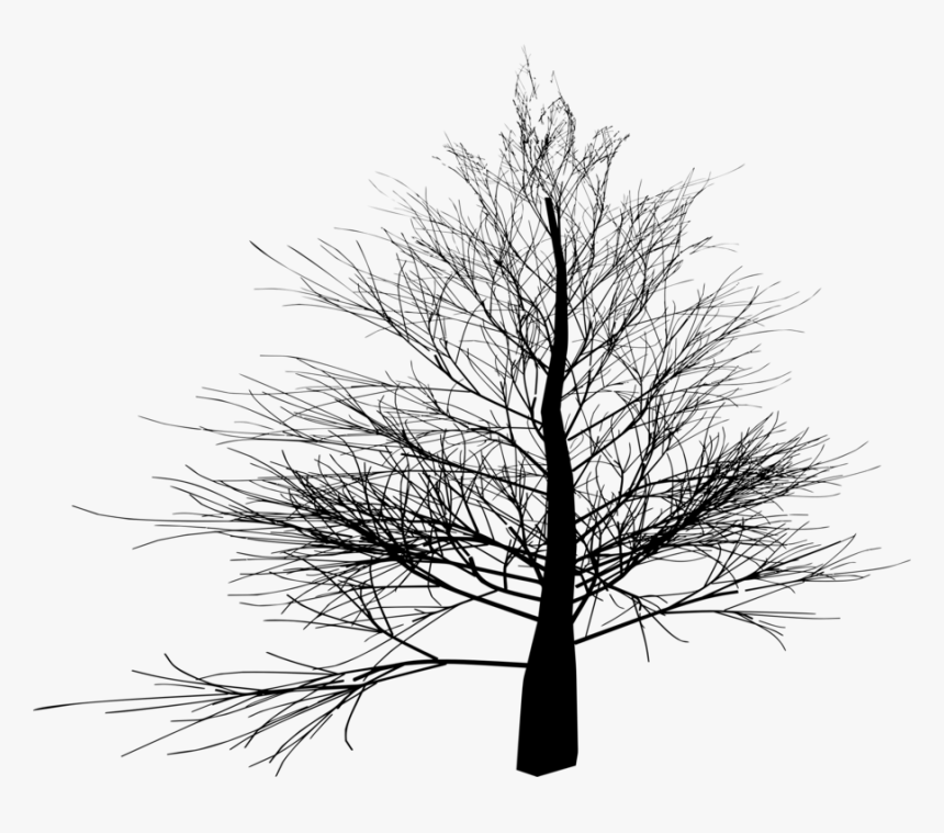 Spruce Black And White Tree Twig Winter - Transparent Winter Tree Clipart, HD Png Download, Free Download