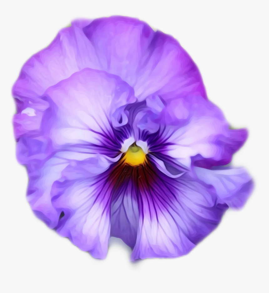 #pansy #flower #flowers #love #purple - Pansy, HD Png Download, Free Download