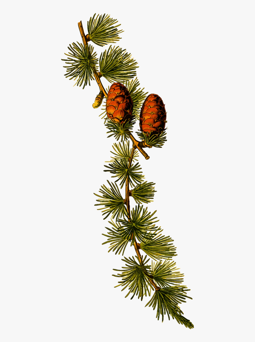 Vector Graphics,free Pictures, Free Photos, Free Images, - Botanical Illustration Larix Decidua, HD Png Download, Free Download