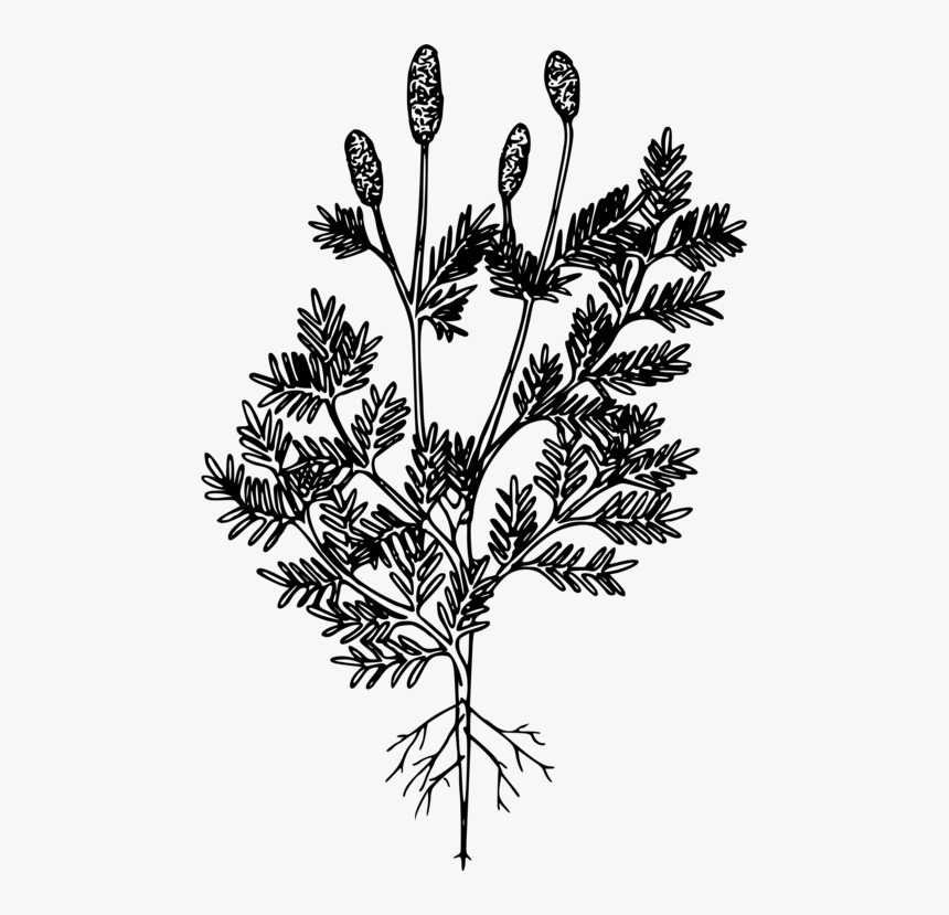 American Larch,white Pine,plant - Pine Family, HD Png Download, Free Download