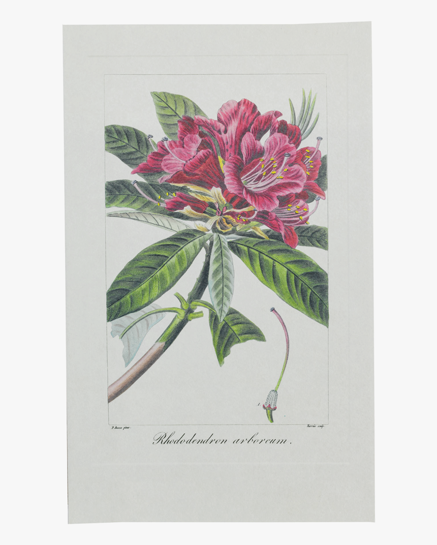 Picture Of Tree Rhododendron Herbier Général De L"amateur - Mountain Laurel, HD Png Download, Free Download